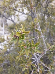 Quercus pringlei