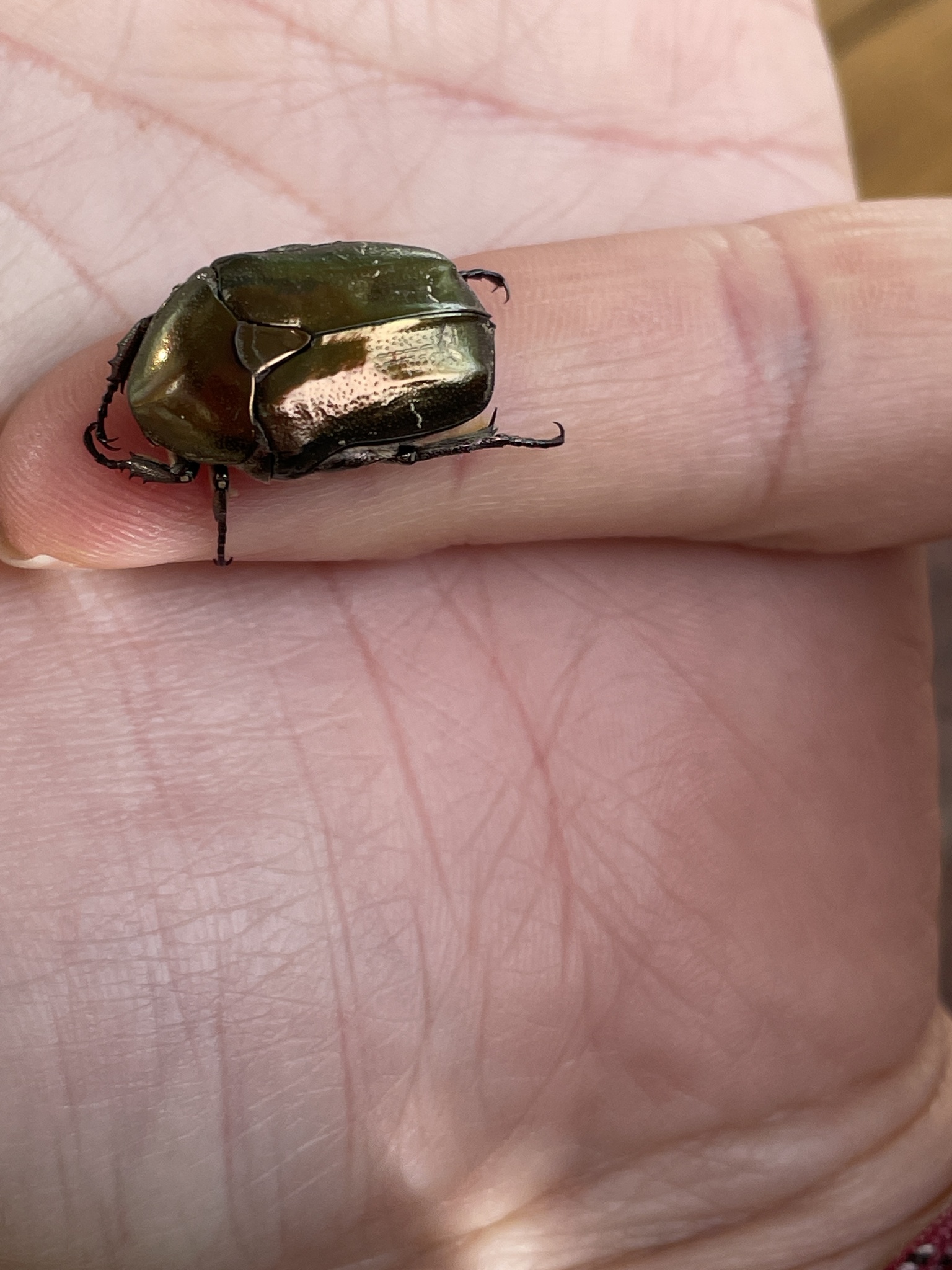 Protaetia cuprea