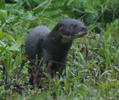 Hairy-Nosed Otter photo 4
