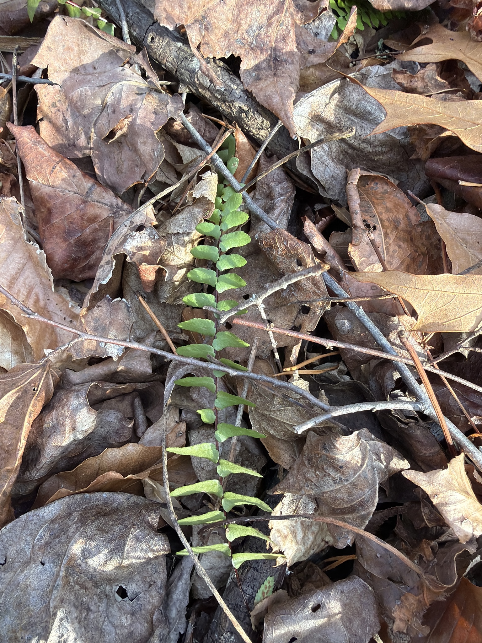 Imagem de Asplenium platyneuron