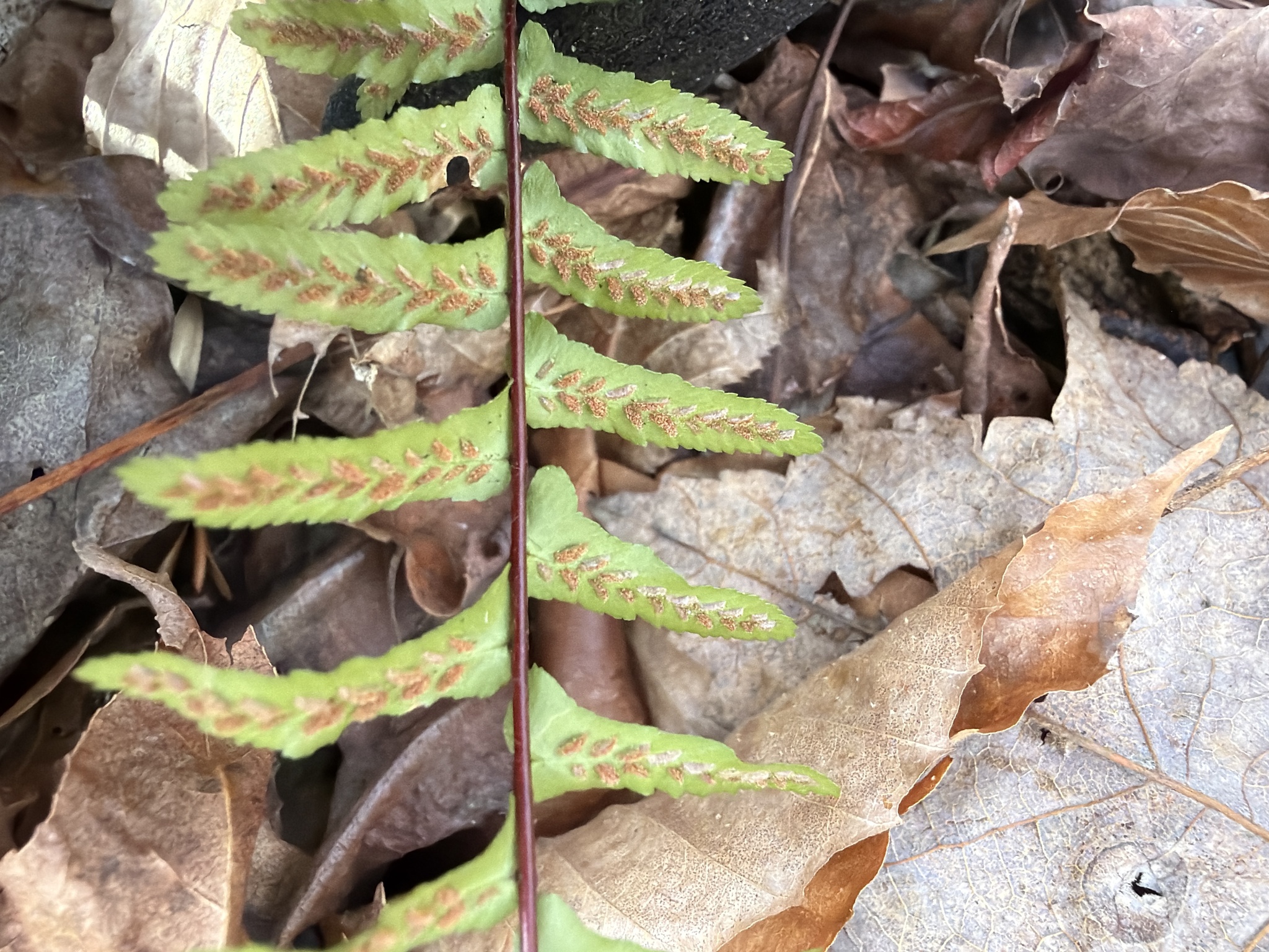 Imagem de Asplenium platyneuron