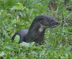 Hairy-Nosed Otter photo 3