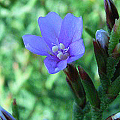 Limonium linifolium