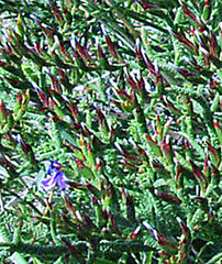 Limonium linifolium