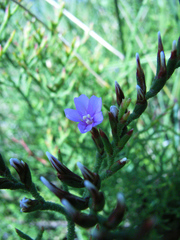 Limonium linifolium