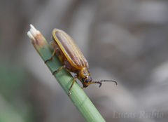 Neolochmaea brevicornis