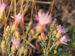 Centaurea aristata
