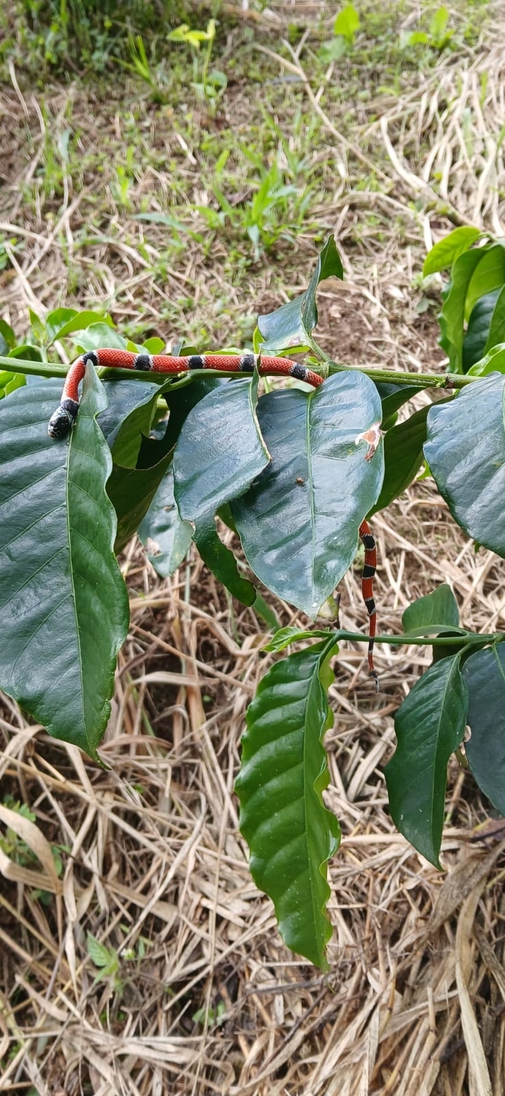 False Coral Snake photo 3