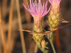 Centaurea aristata