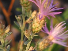 Centaurea aristata