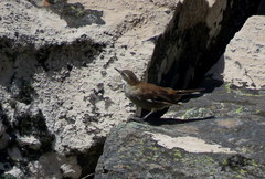 Cinclodes atacamensis