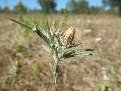 Carlina racemosa (Carlina racemosa)