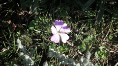 Geranium multisectum