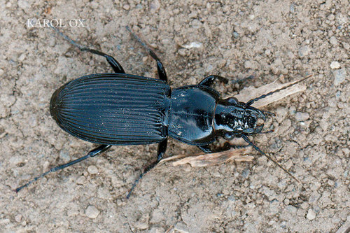 utekáčik obyčajný (Pterostichus melanarius)