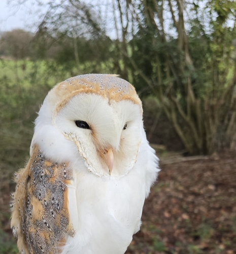 Western Barn Owl observed by ronmayron