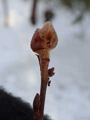 Dasineura serrulatae
