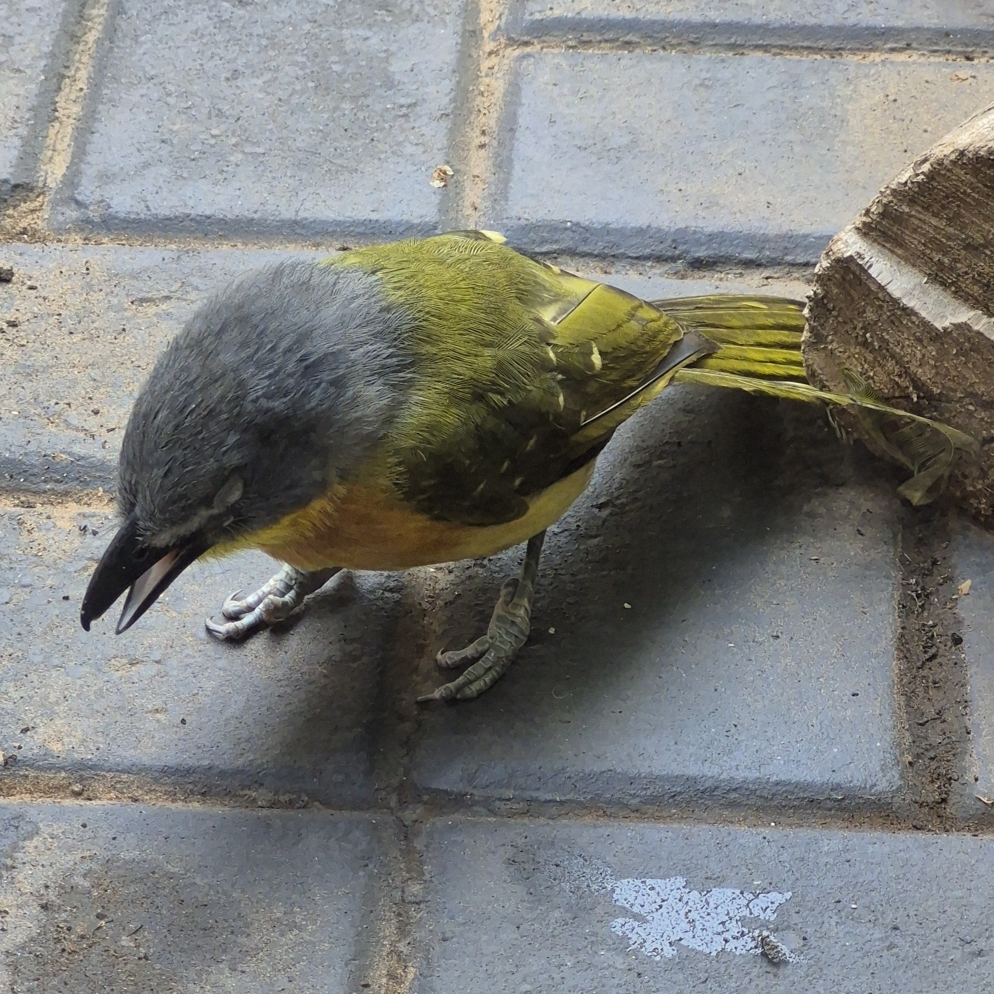 Grey-headed Bushshrike (Malaconotus blanchoti), photo 1