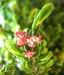 Passerina galpinii