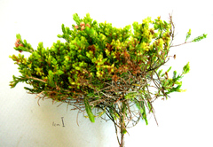 Passerina galpinii