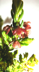 Passerina galpinii