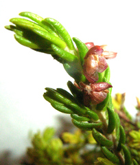 Passerina galpinii