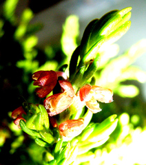 Passerina galpinii