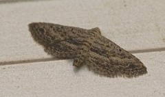 Araeopteron canescens