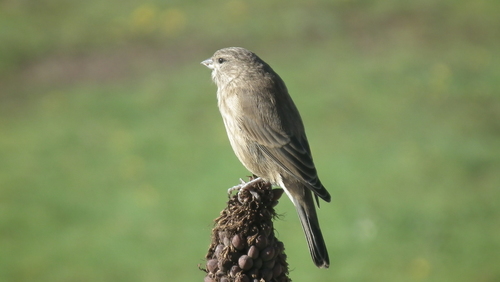 Drakensberg Siskin (Crithagra symonsi), photo 9