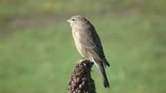 Crithagra symonsi