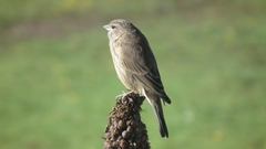 Crithagra symonsi