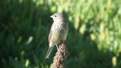 Crithagra symonsi