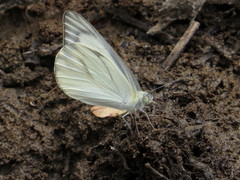 Appias libythea olferna
