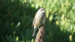 Crithagra symonsi