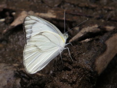 Appias libythea olferna