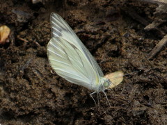 Appias libythea olferna