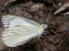 Appias libythea olferna