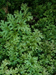Selaginella uncinata