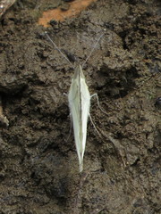 Appias libythea olferna