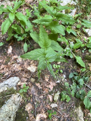 Nettle-leaved Speedwell (Veronica urticifolia)