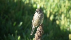 Crithagra symonsi