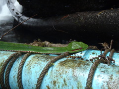Trimeresurus popeiorum
