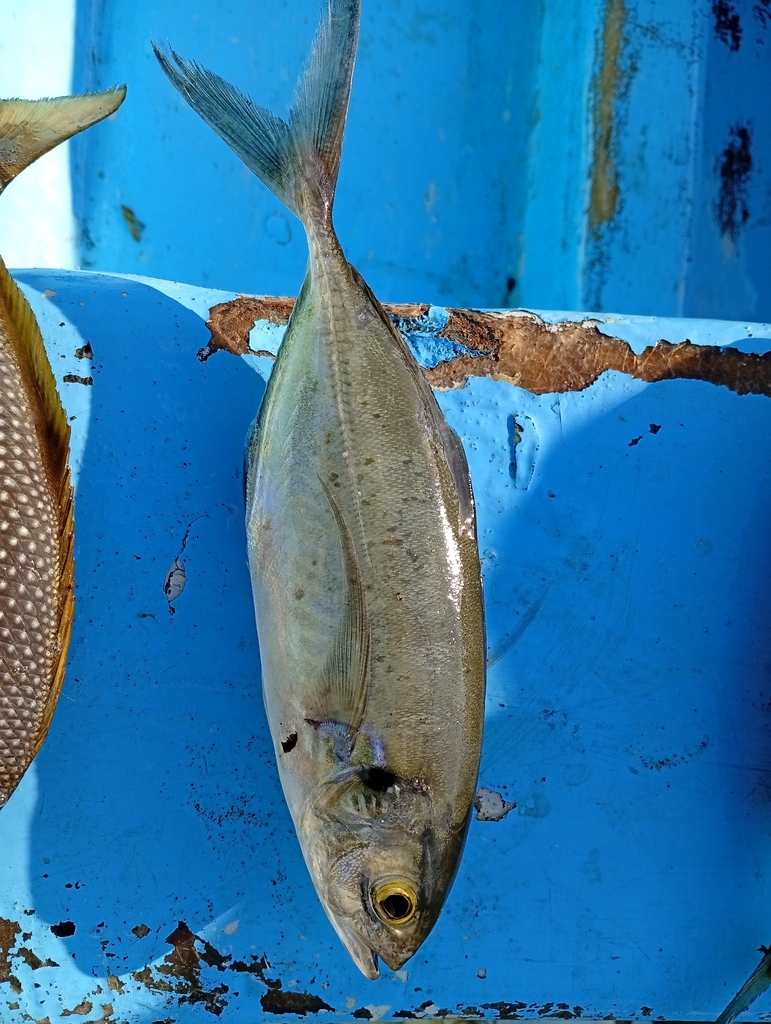 Green jack (Caranx caballus) — Carangidae