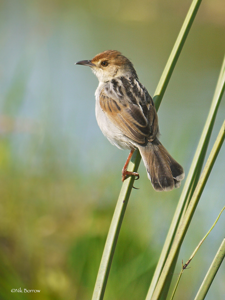 Winding Cisticola photo