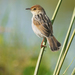 Winding Cisticola - Photo (c) Nik Borrow, some rights reserved (CC BY-NC), uploaded by Nik Borrow
