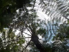 Sphaeropteris glauca