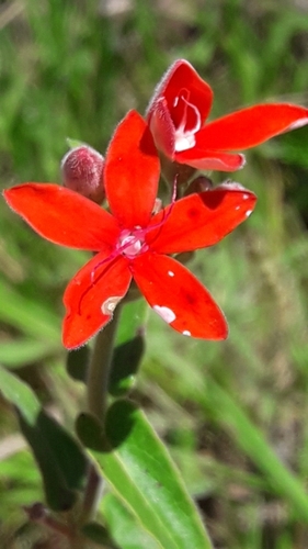 Oxypetalum coccineum