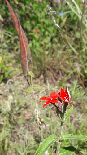 Oxypetalum coccineum, photograph 1