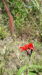 Oxypetalum coccineum, photograph Analía Belaus, CC0, iNaturalist via GBIF