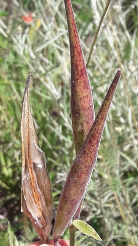 Oxypetalum coccineum, photograph 2