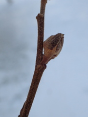 Dasineura serrulatae